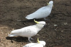 IMG_0458